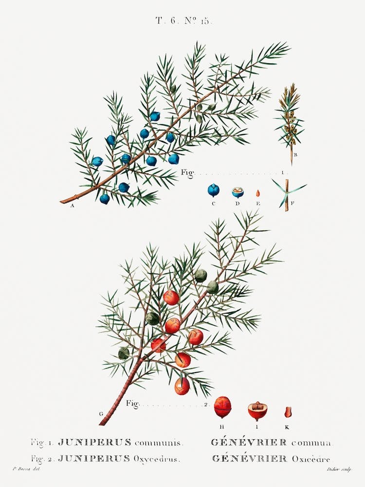 Common Juniper, Pierre Joseph Redoute