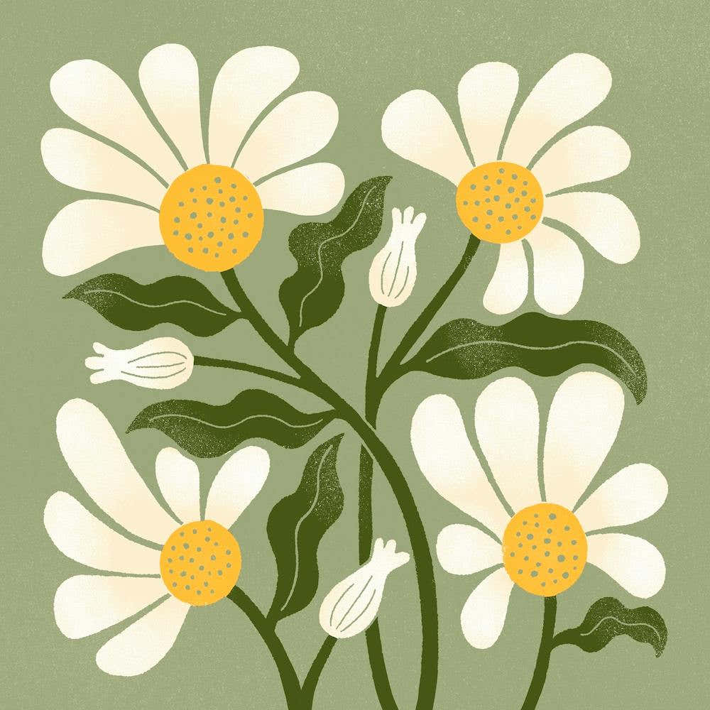 Daisy Blooms In Green Square