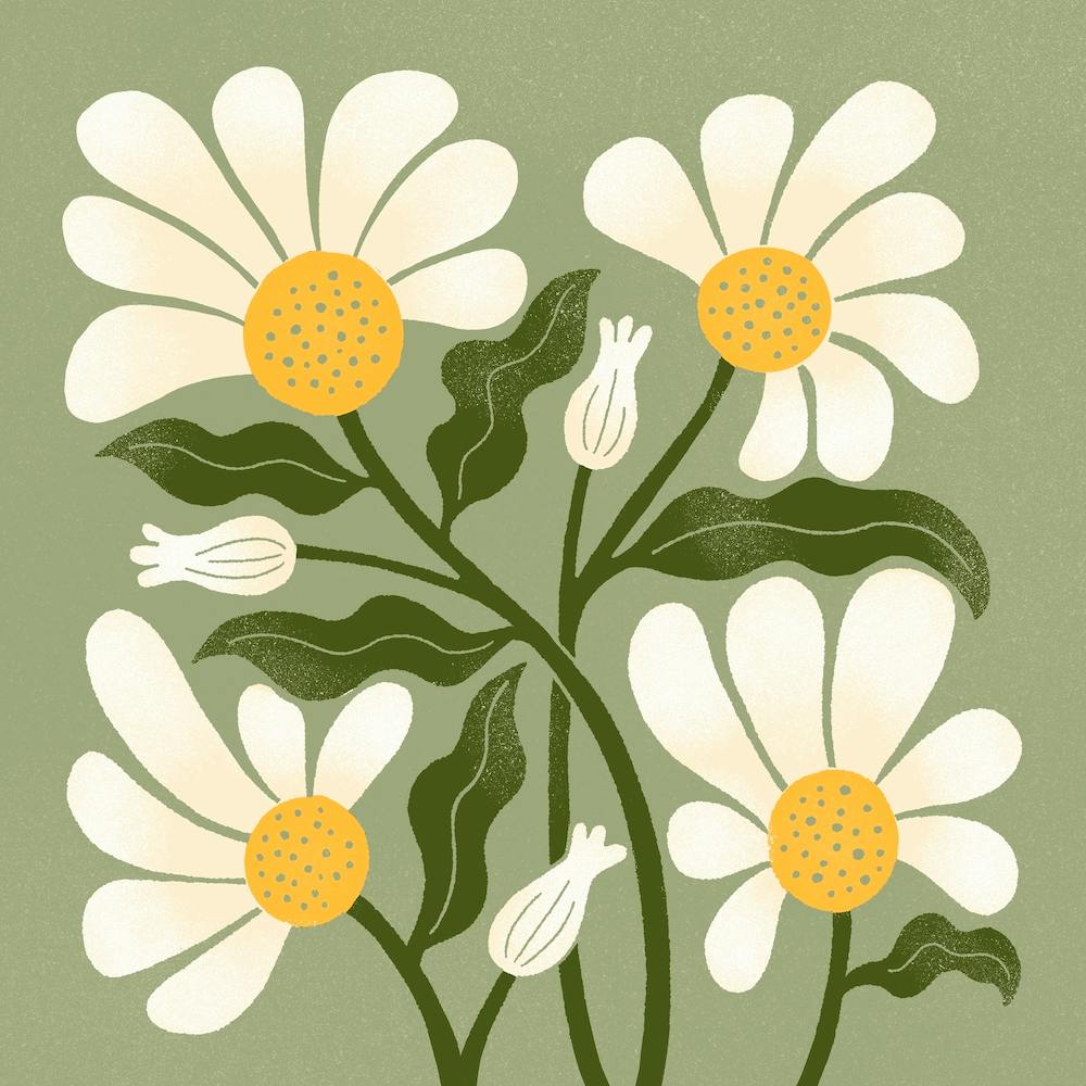 Daisy Blooms In Green Square