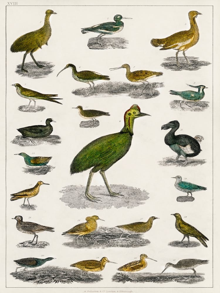 Collection Of Various Birds, Oliver Goldsmith     