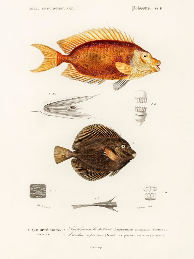 Different Types Of Fishes, Charles Dessalines D'Orbigny 1