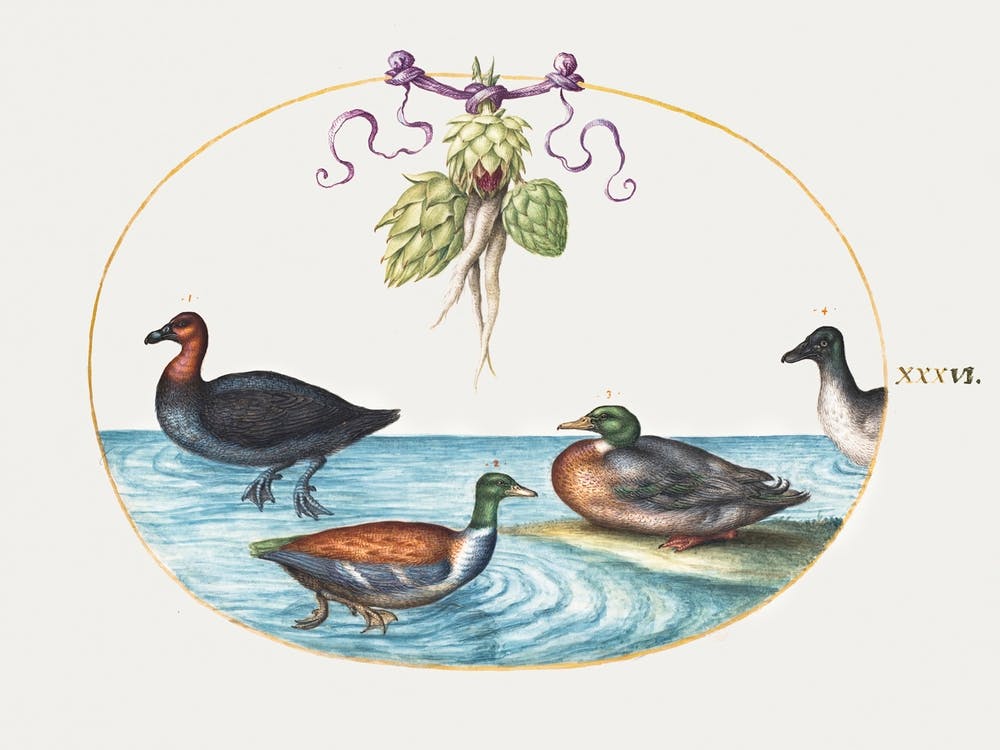 Rothals-Säger, Löffelente und zwei andere Wasservögel mit Artischocken (1575–1580), Joris Hoefnagel