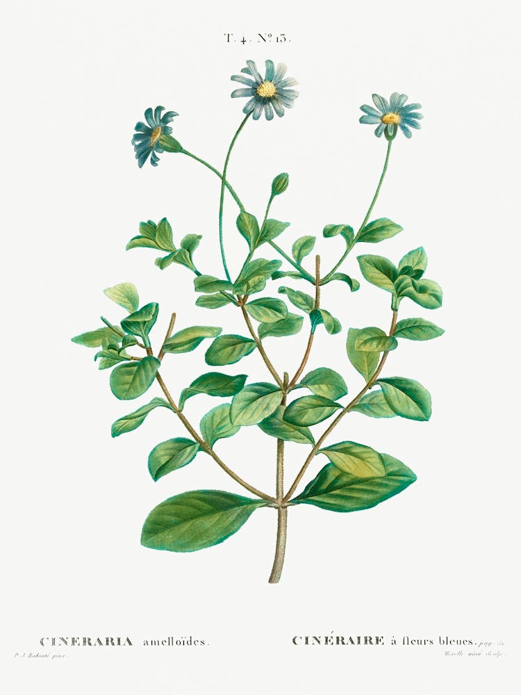 Blue Marguerite, Pierre Joseph Redoute