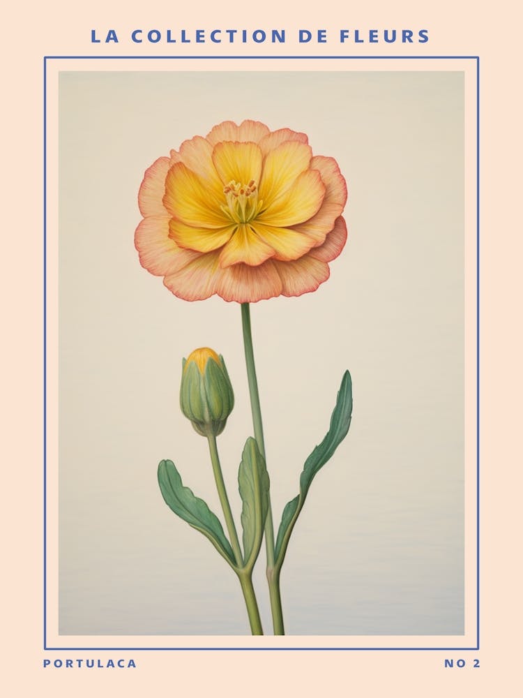 Portulaca 2 French Flower Botanical Poster