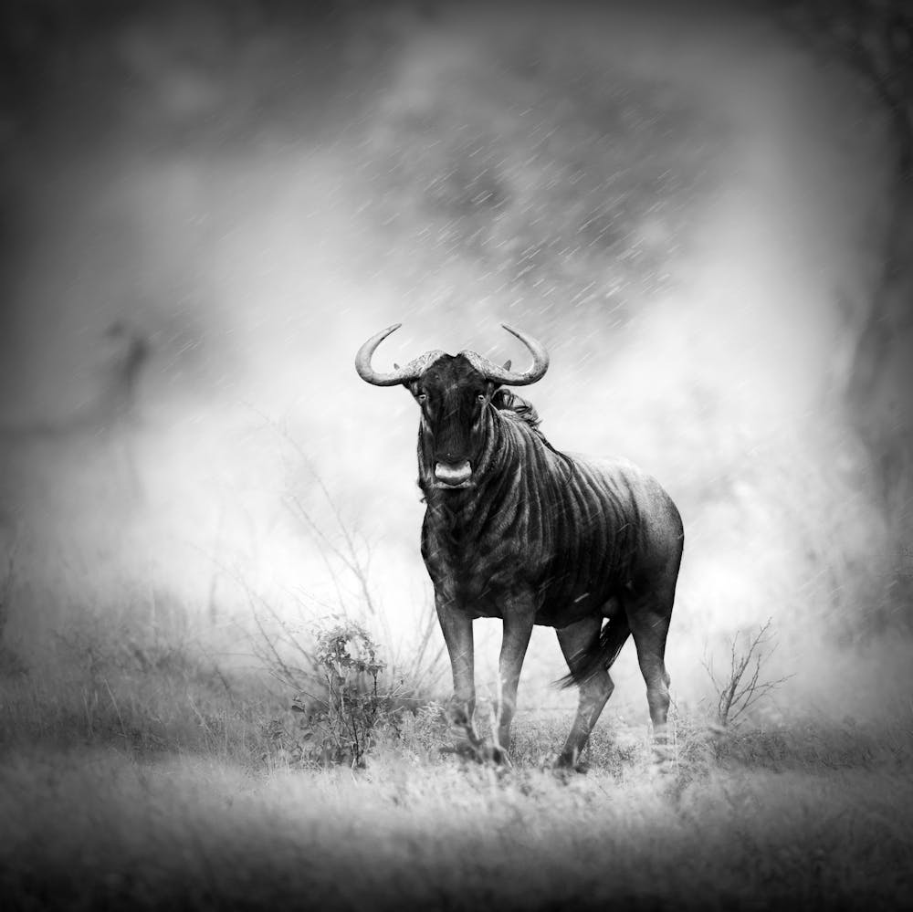 Wildebeest