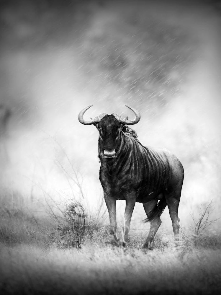 Wildebeest