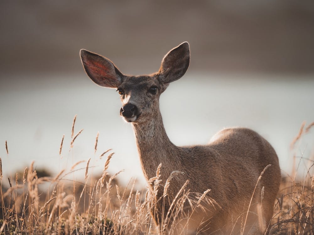 Rustic Deer In Sun