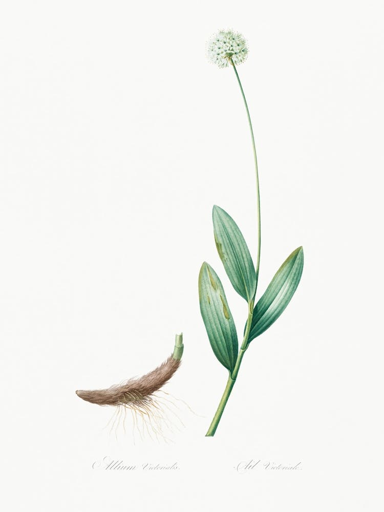 Victory Onion Illustration Aus Les Liliacées (1805), Pierre Joseph Redoute