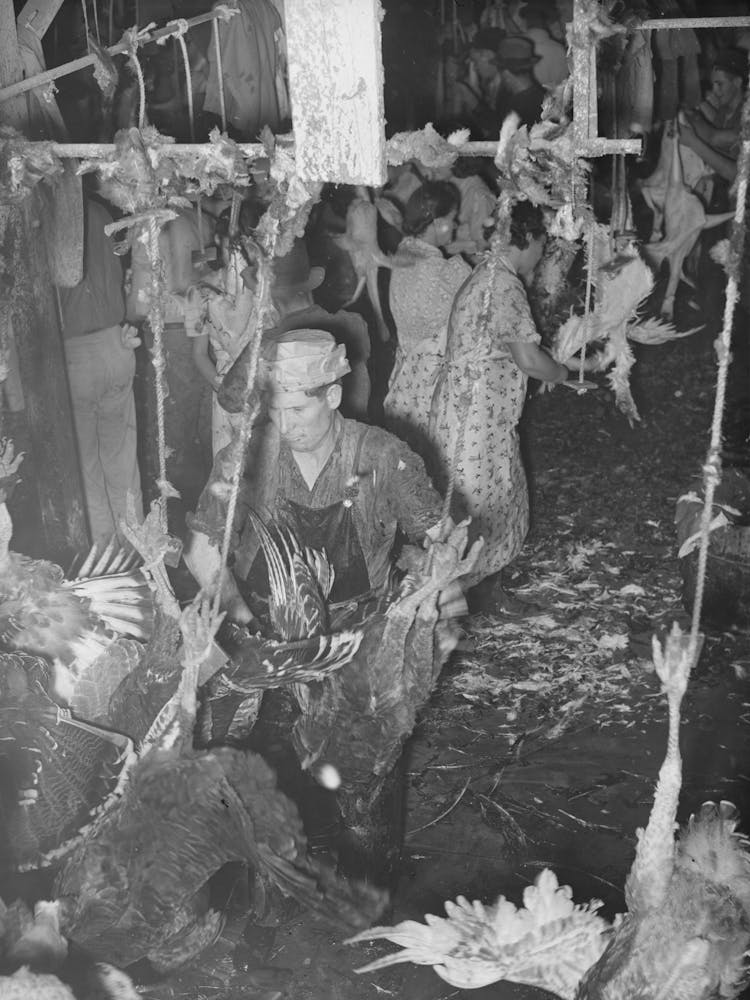 Picking Turkeys At Cooperative Poultry House, Brownwood, Texas By Russell Lee