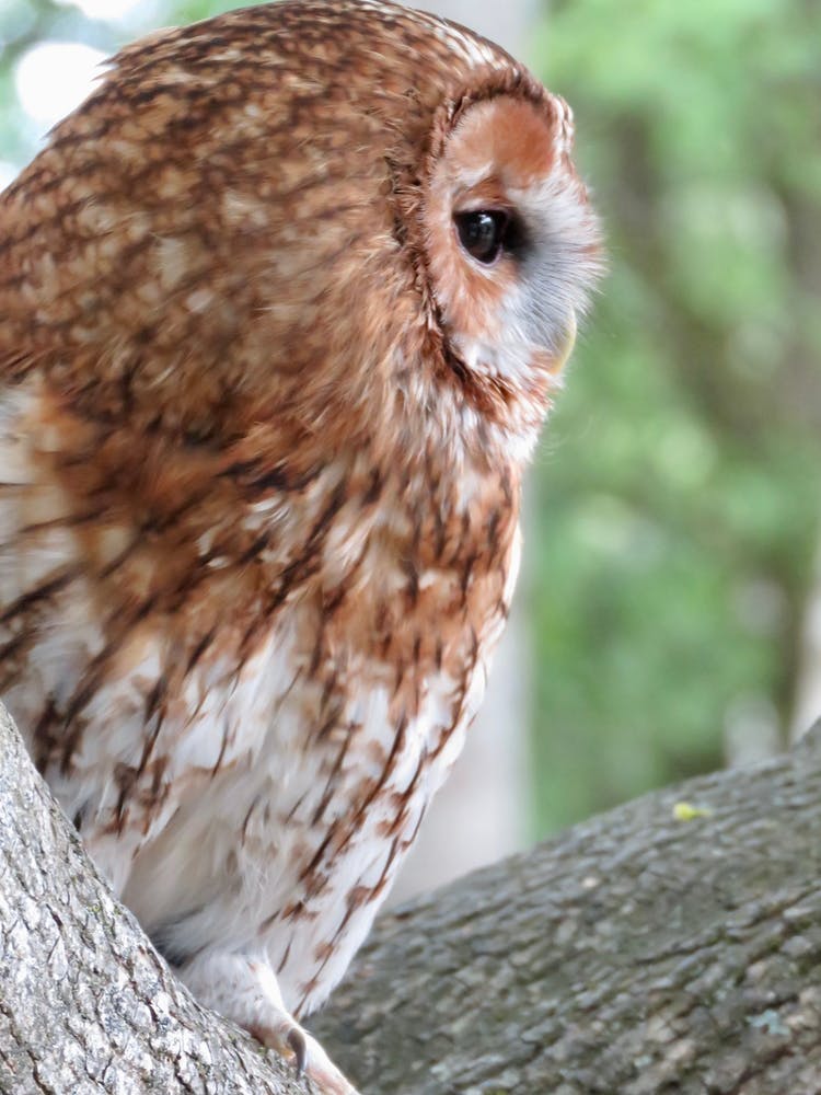 Barn Owl  Portrait  in Forest Tree 