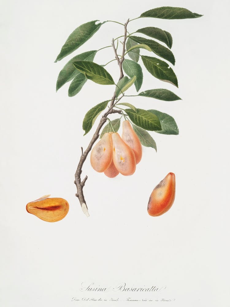 Plum (Prunus Ligustica) From Pomona Italiana (1817 1839), Giorgio Gallesio