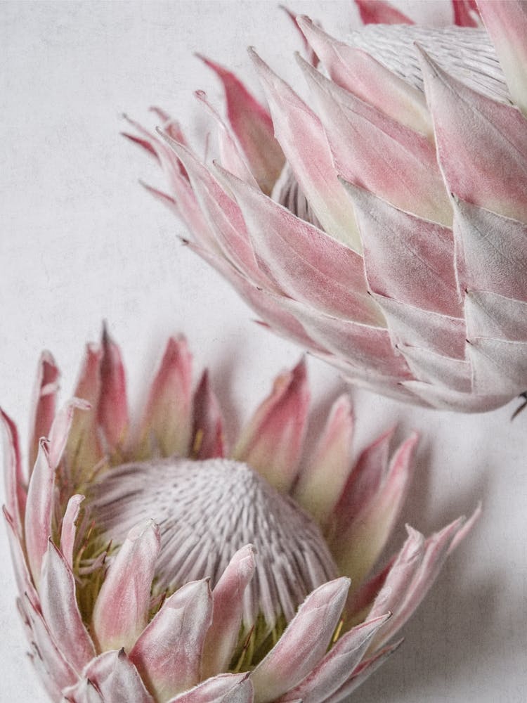 Still Pink Proteas