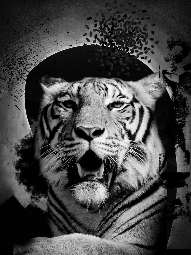 Black And White Abstract Background With Tiger