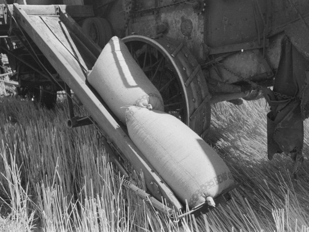 Walla Walla County, Washington Bags Of Wheat Coming Off A Combine By Russell Lee