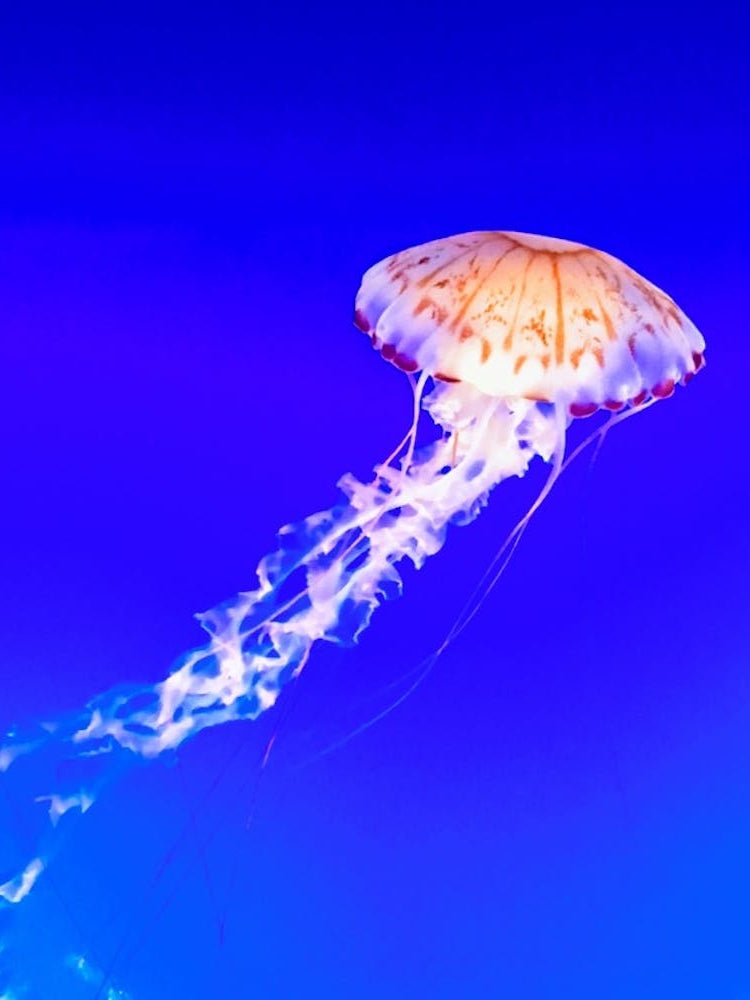 Jellyfish