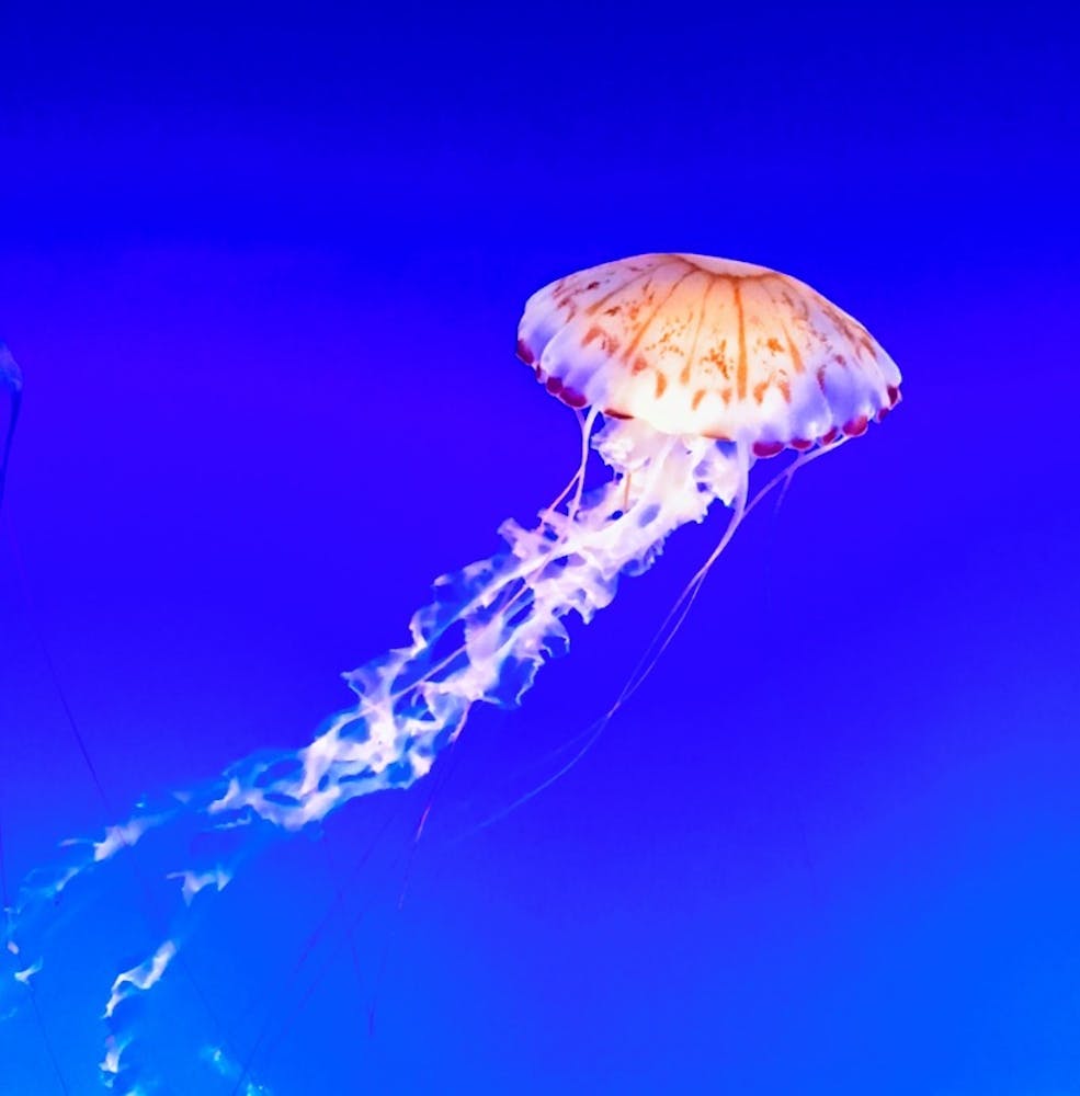 Jellyfish