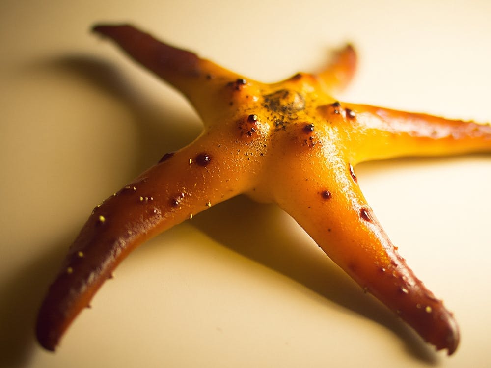 Starfish 5