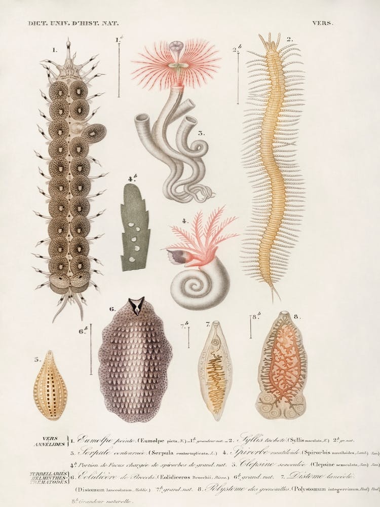 Different Types Of Marine Life, Charles Dessalines D' Orbigny 1