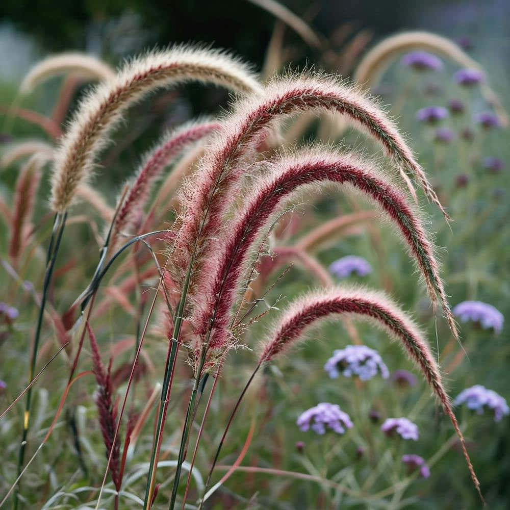 Close Up Of Ornamental Grasses With Fluffy Inflorescences 1