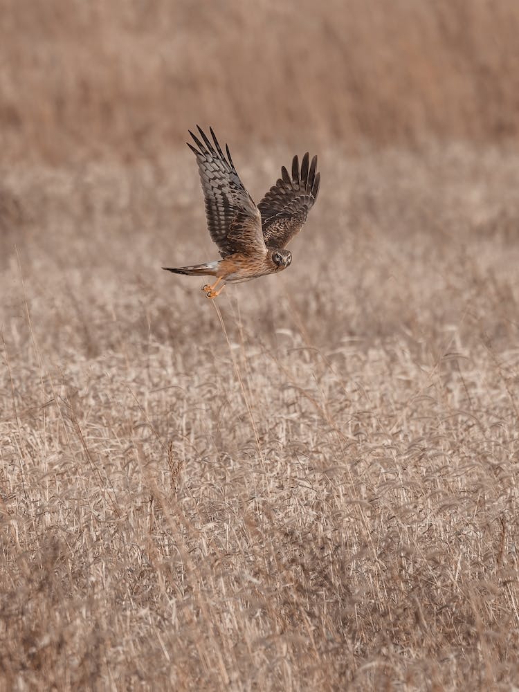 Kestrel Flying Over Meadow
