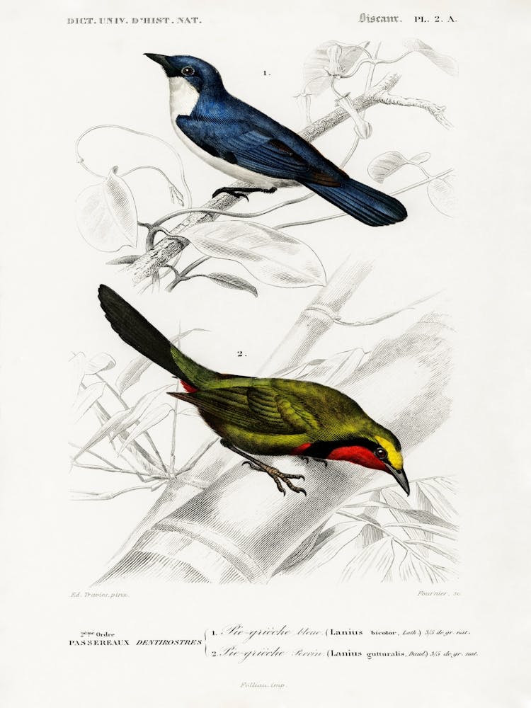 Two Birds On A Branch