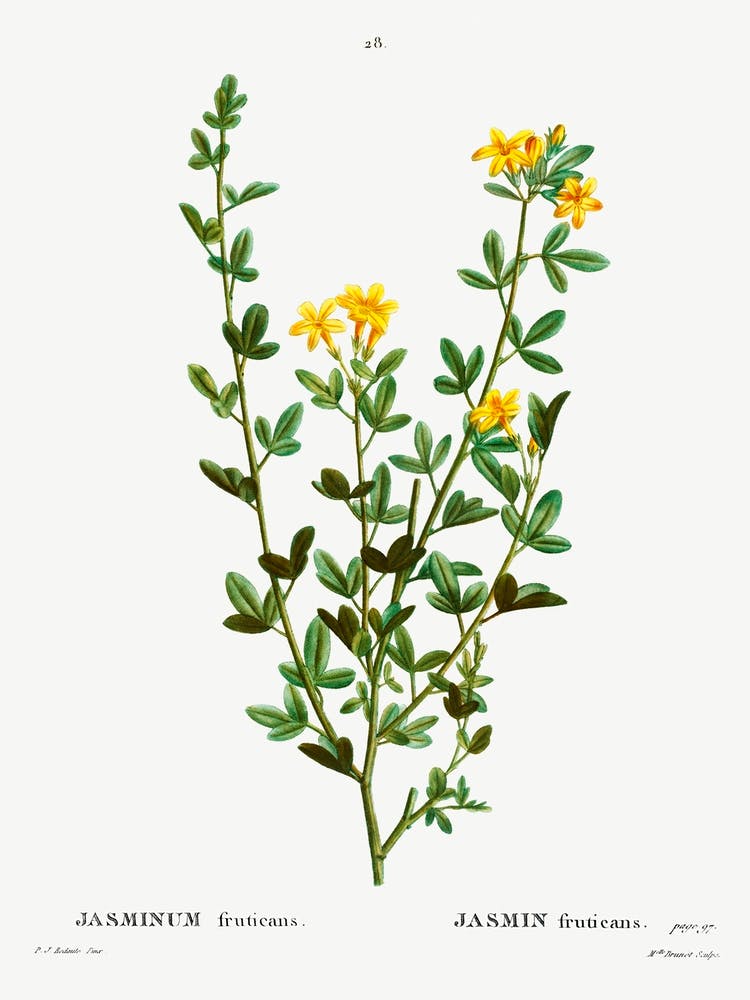 Yellow Jasmine, Pierre Joseph Redoute