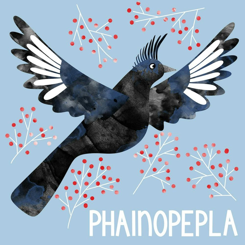 Phainopepla Silky Flycatcher Bird