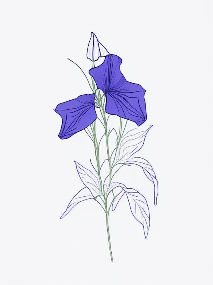 Canterbury Bell Floral Minimal Line Drawing 4 Flower