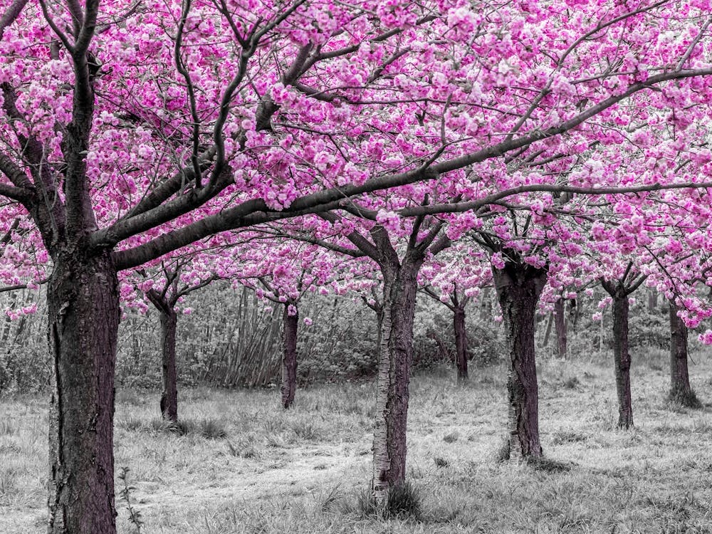 Cherry Tree Alley In Bloom