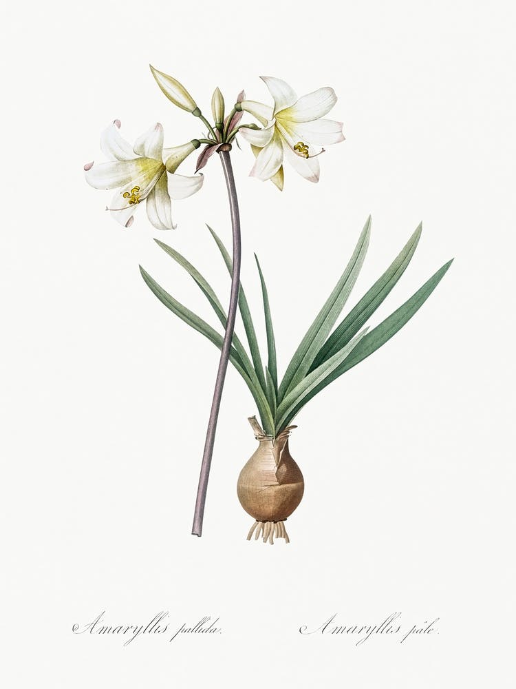 Belladonna Lily, Pierre Joseph Redoute