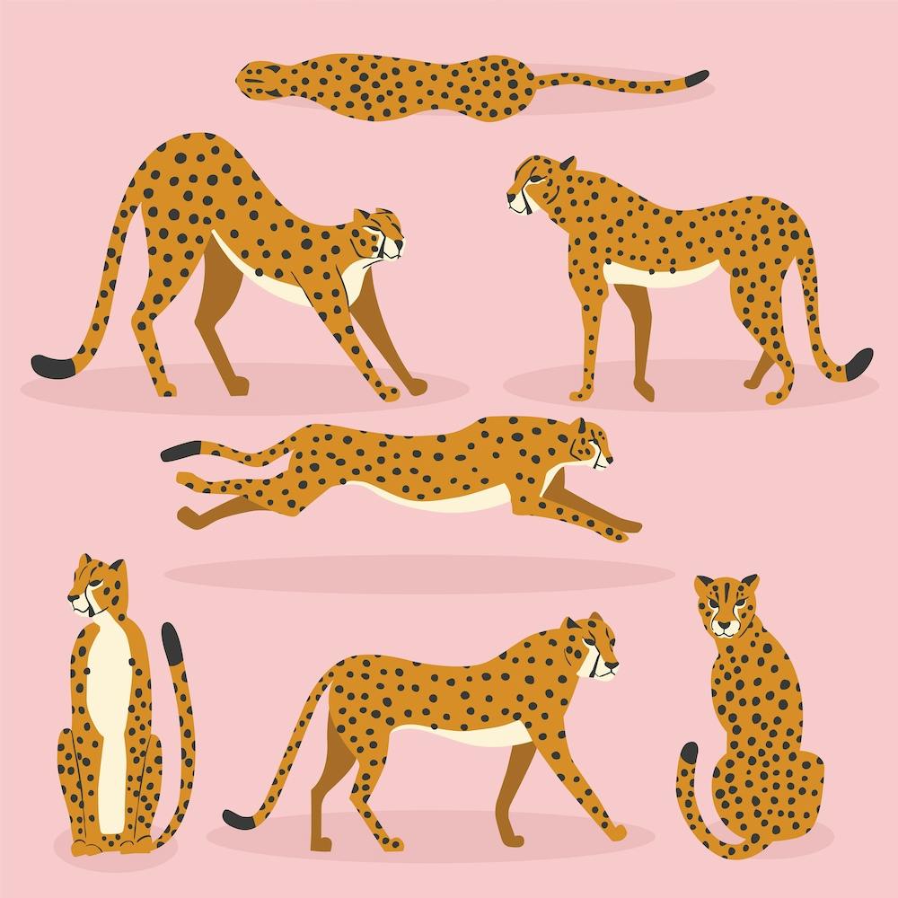 Cheetahs On Pink Square