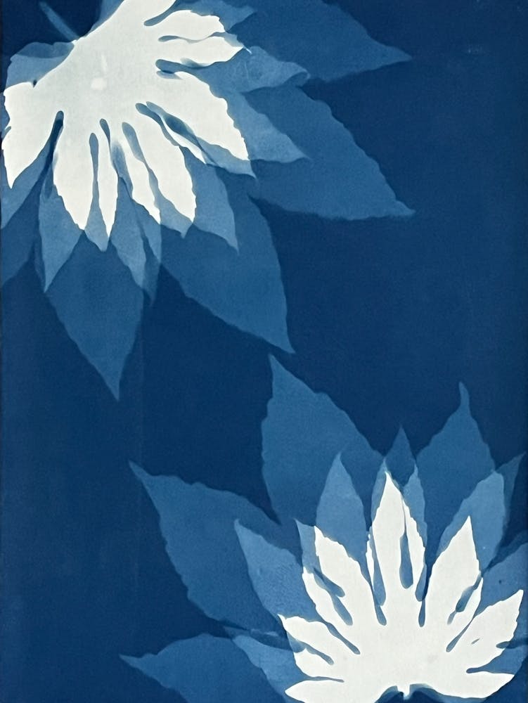 Blue cyanotype leaf print 2