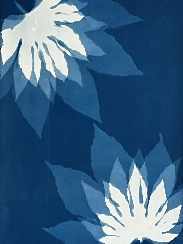 Blue cyanotype leaf print 2