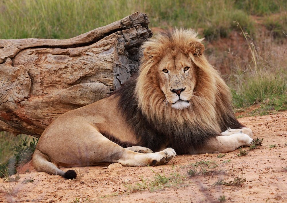 Lion Male II