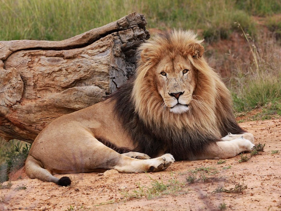 Lion Male II