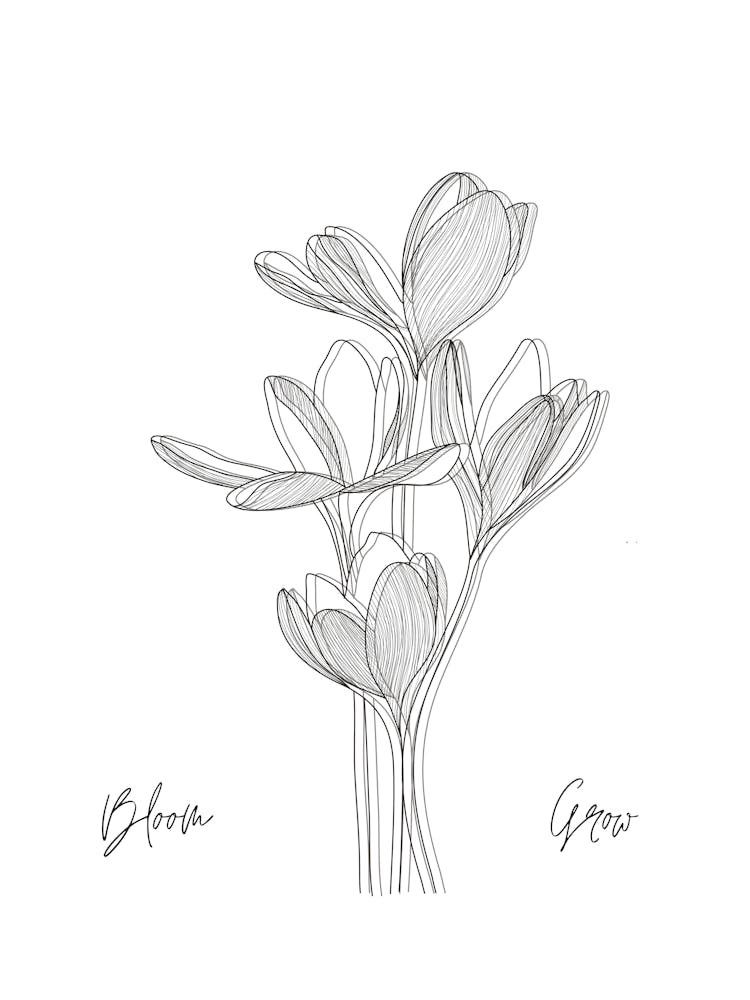 Crocus Drawing