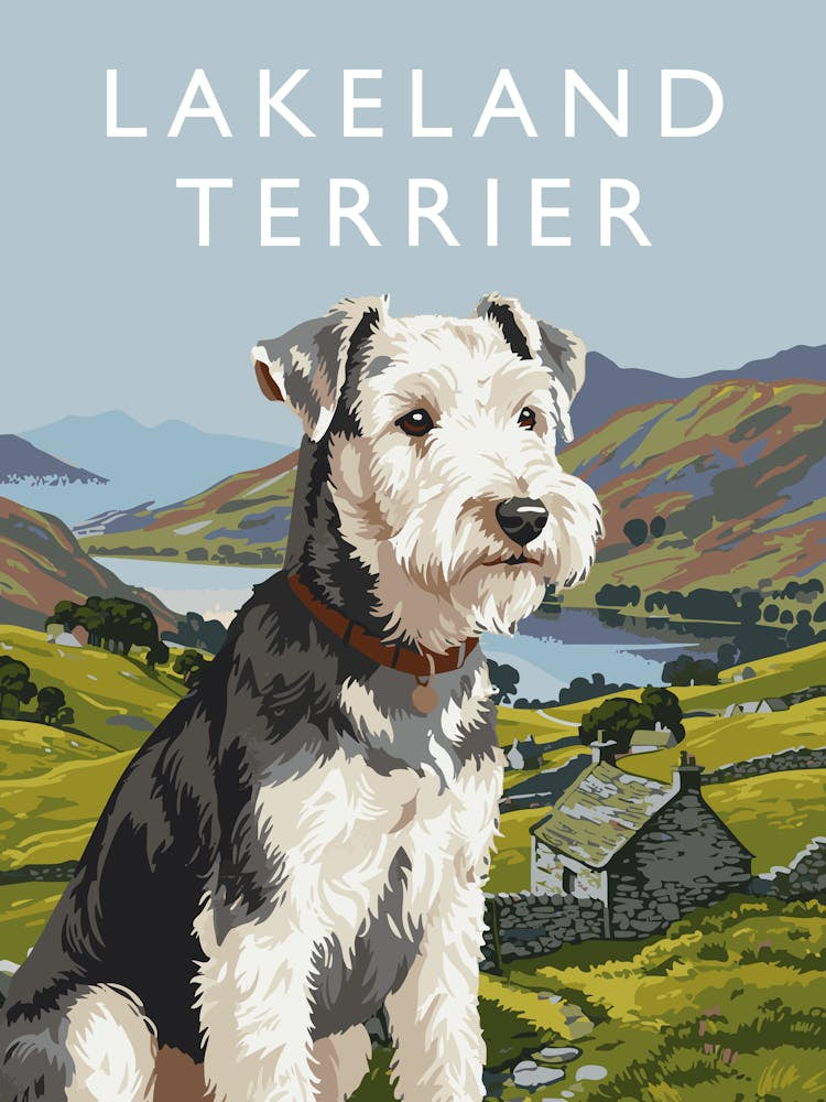 Lakeland Terrier (Lakie)