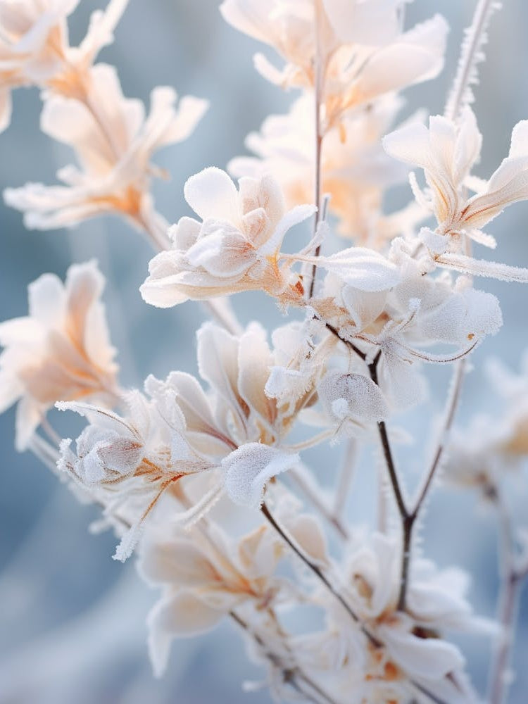 Frosty Botanical Peacock Flower