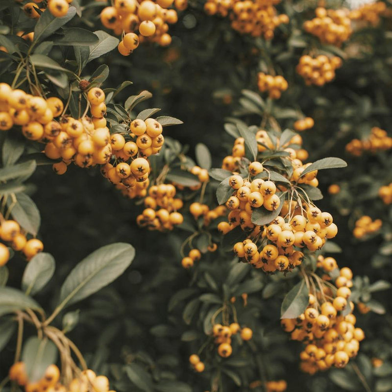 Orange Pyracantha Flowers Square