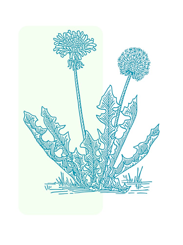 Dandelion 4