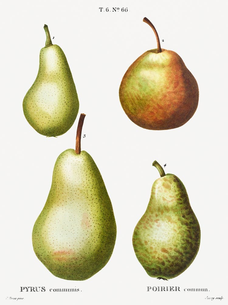 Pear, Pierre Joseph Redoute (5)