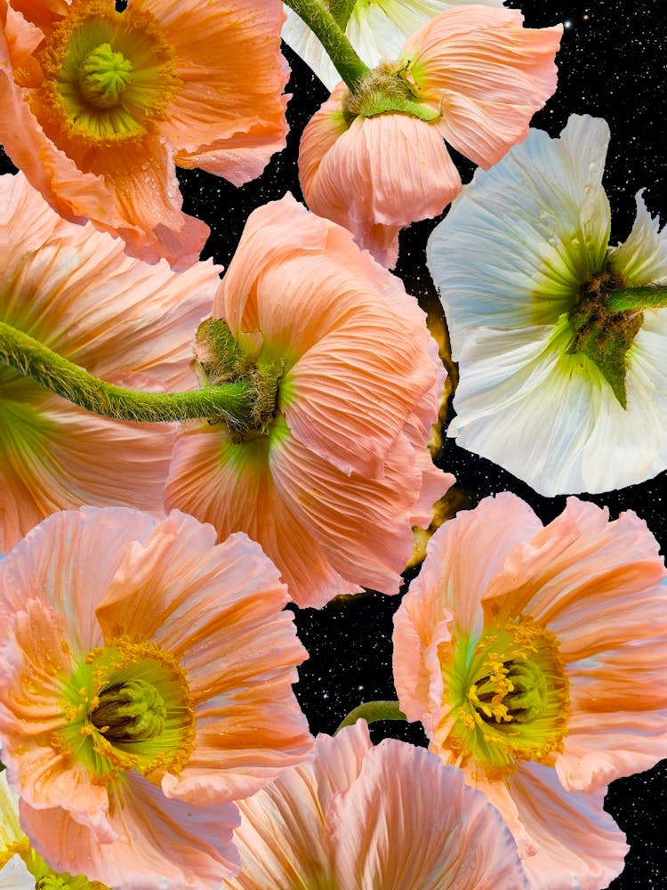 Peach Poppies