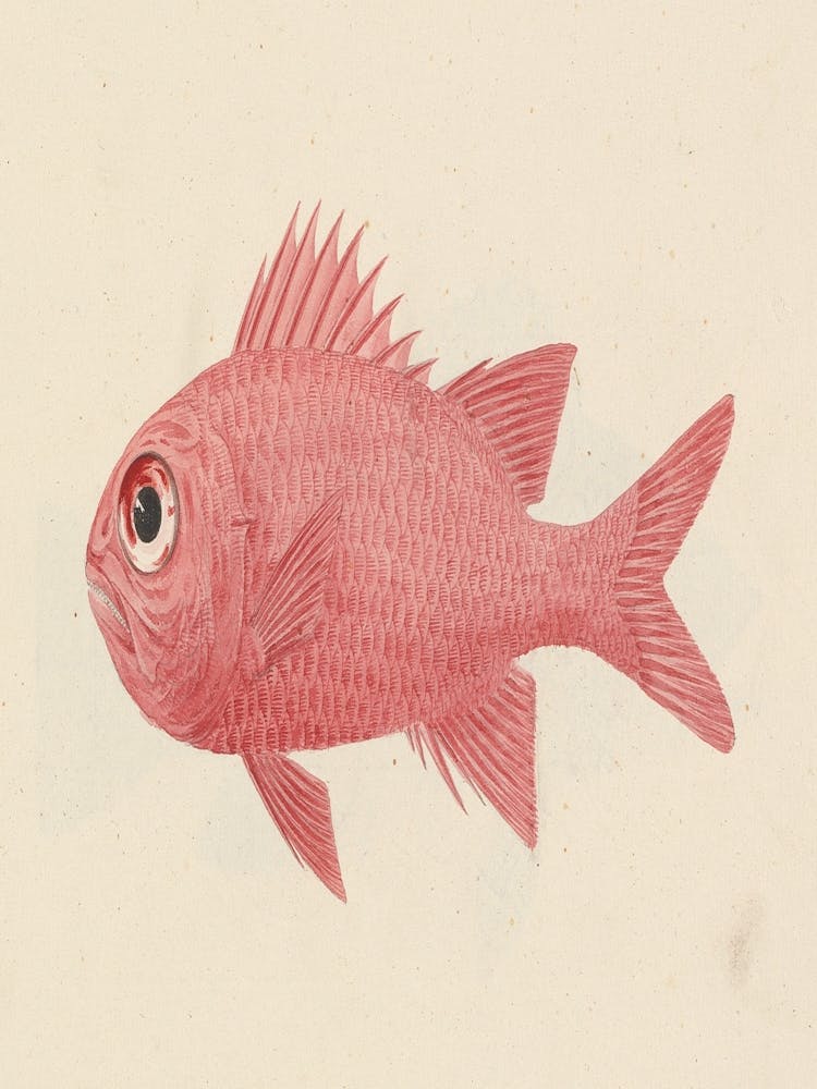 Red Fish