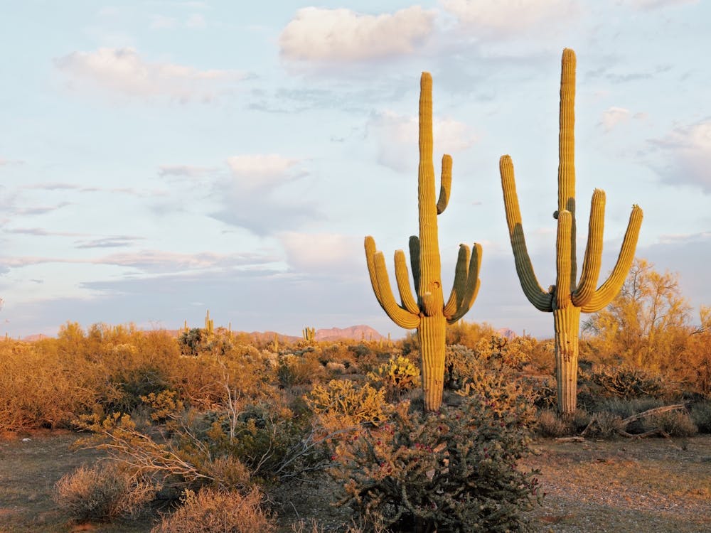 Warm Desert Saguaro Cactus