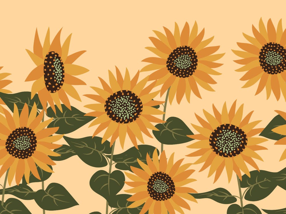 Sonnenblumen 1