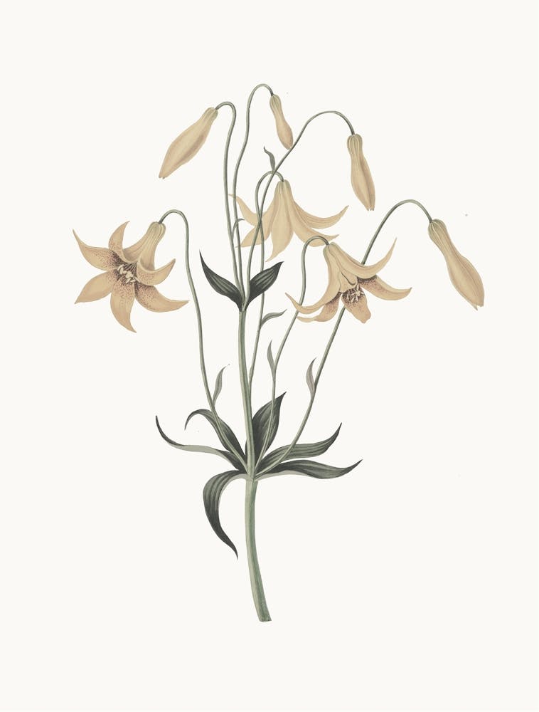 Lily Of The Valley 6