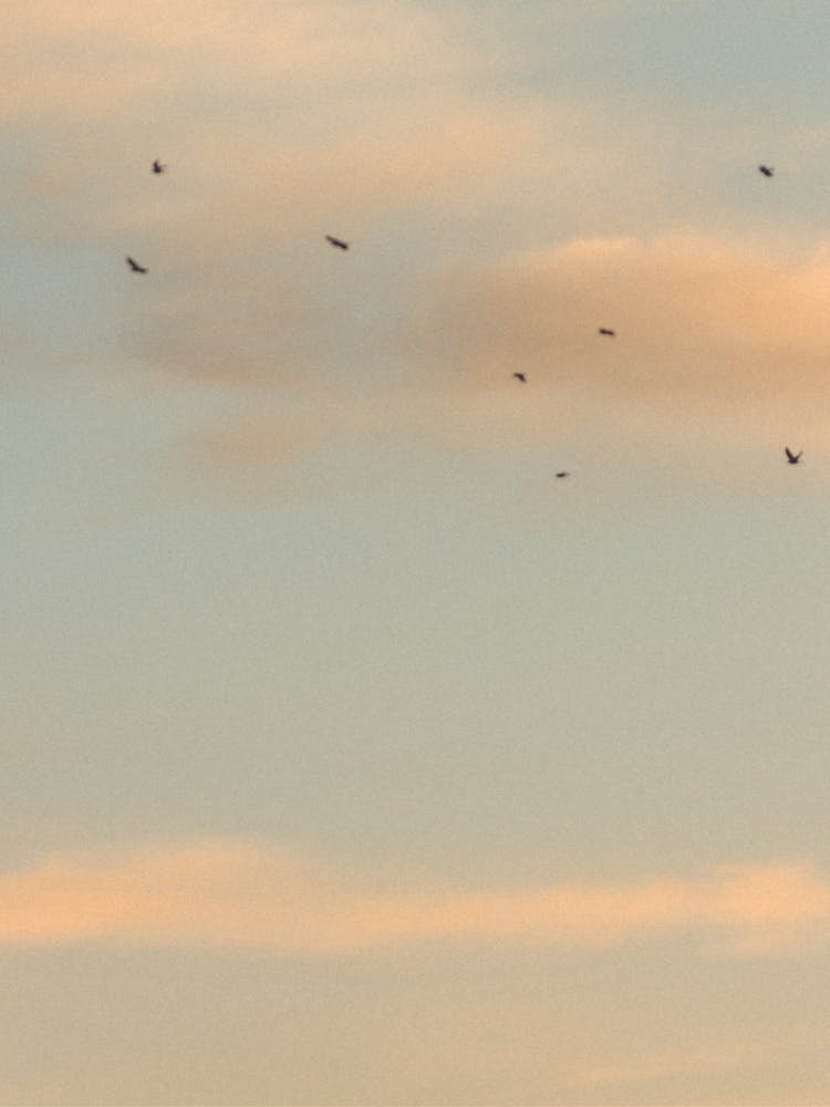 Flock Of Birds In The Sky