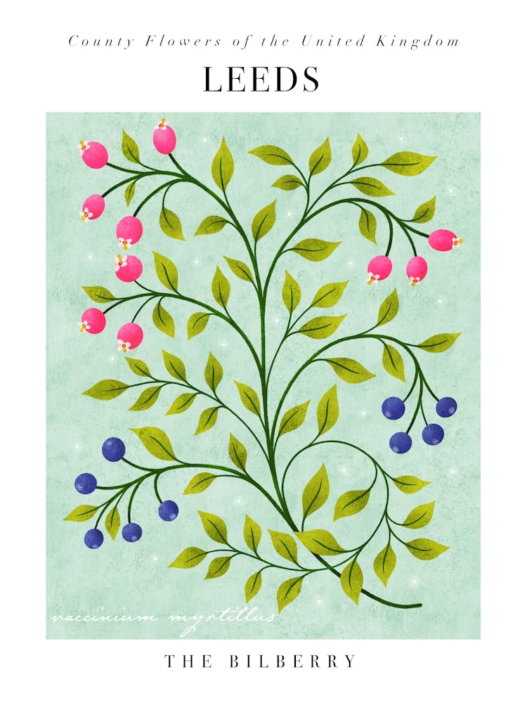 UK Grafschaftsblumen | Leeds Heidelbeere 1