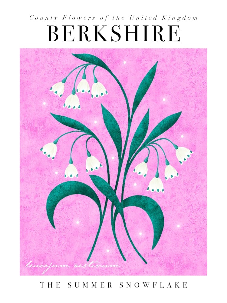 County Flower of Berkshire Summer Snowflake