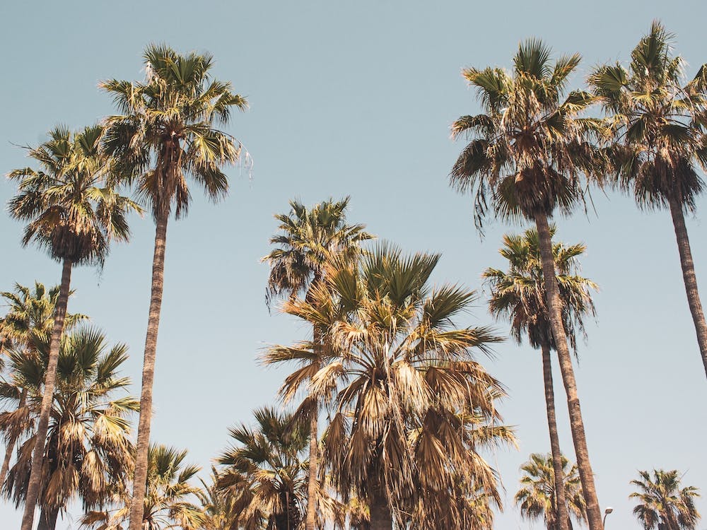 Palm Trees 1